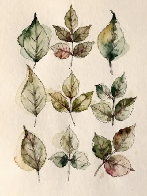 An example Botanical & Floral piece